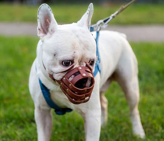 Fotografía de un perro con bozal relacionada con una demanda por mordedura de perro.