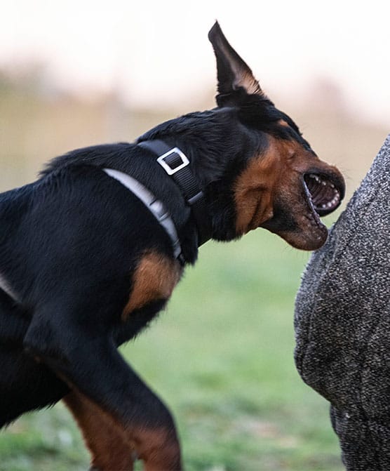 Fotografía de un perro mordiendo la pierna de una persona durante un ataque, que ilustra una posible demanda por lesiones por mordedura de perro.