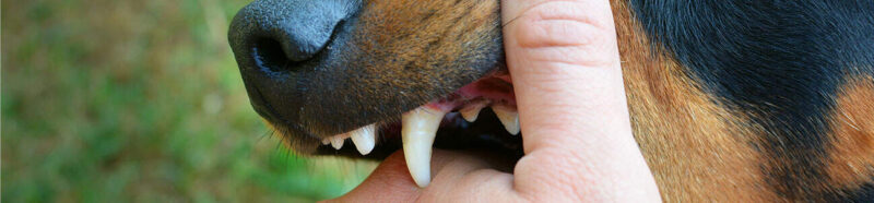 Oklahoma dog bite lawsuits.