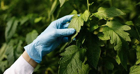 Roundup and the EPA.
